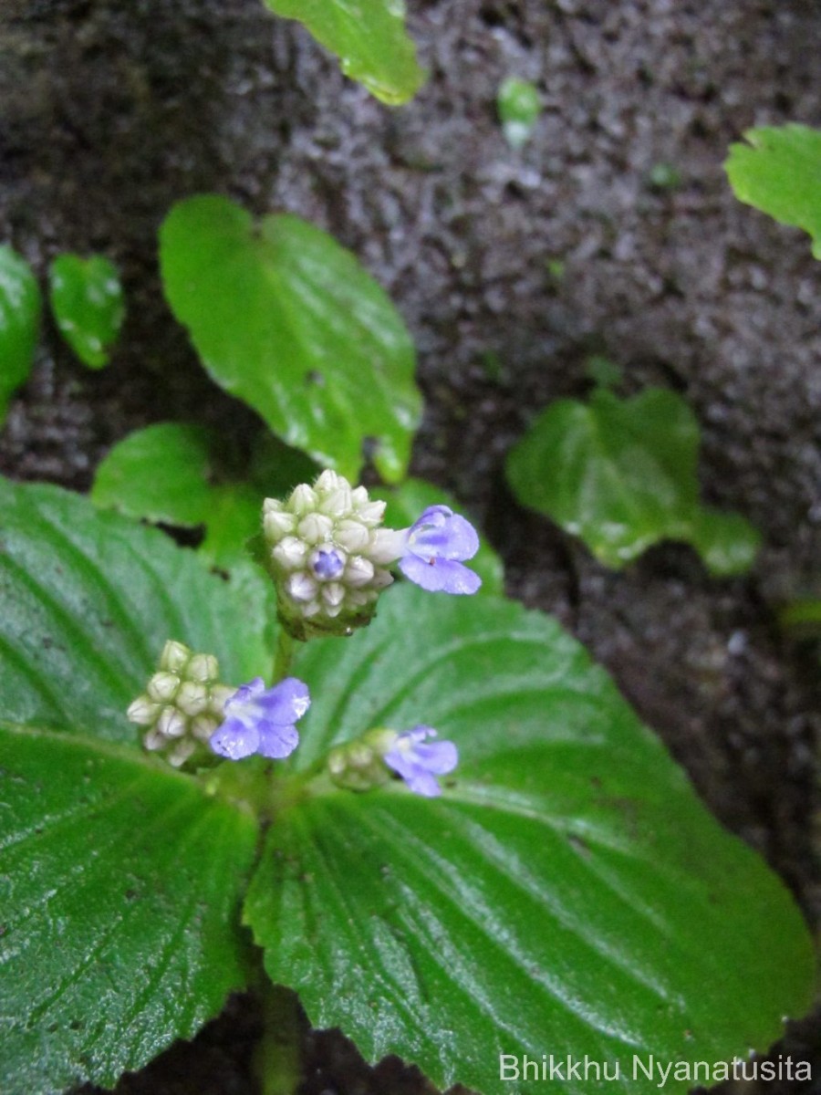 Epithema ceylanicum Gardner 